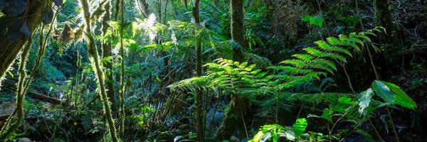 How Can You Create a Thriving Indoor Tropical Plant Garden in a Cold UK Climate?
