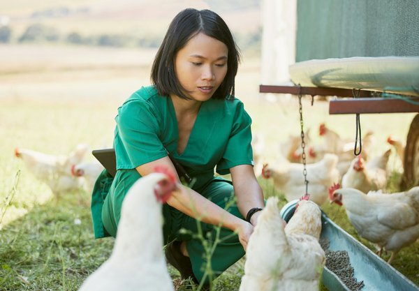 Reducing poultry mortality through disease prevention